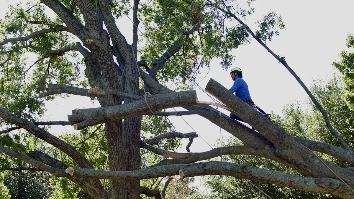 Professional Crown Thinning performed by certified arborists in Alsen
